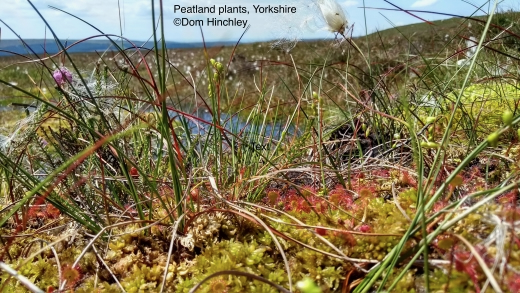  peatland plants captioned